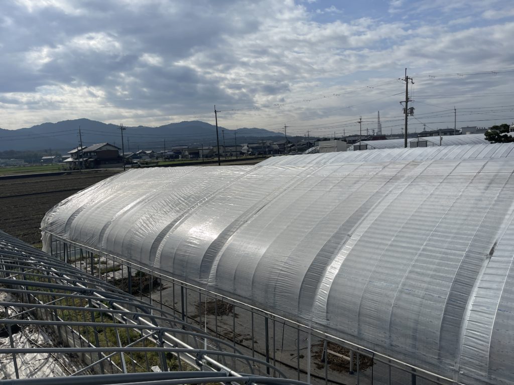 ブドウのビニール張りを行いました。