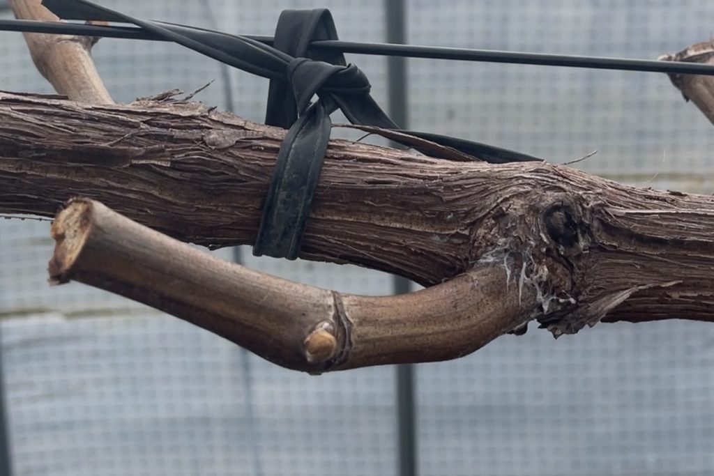 あづましずくが発芽直前！