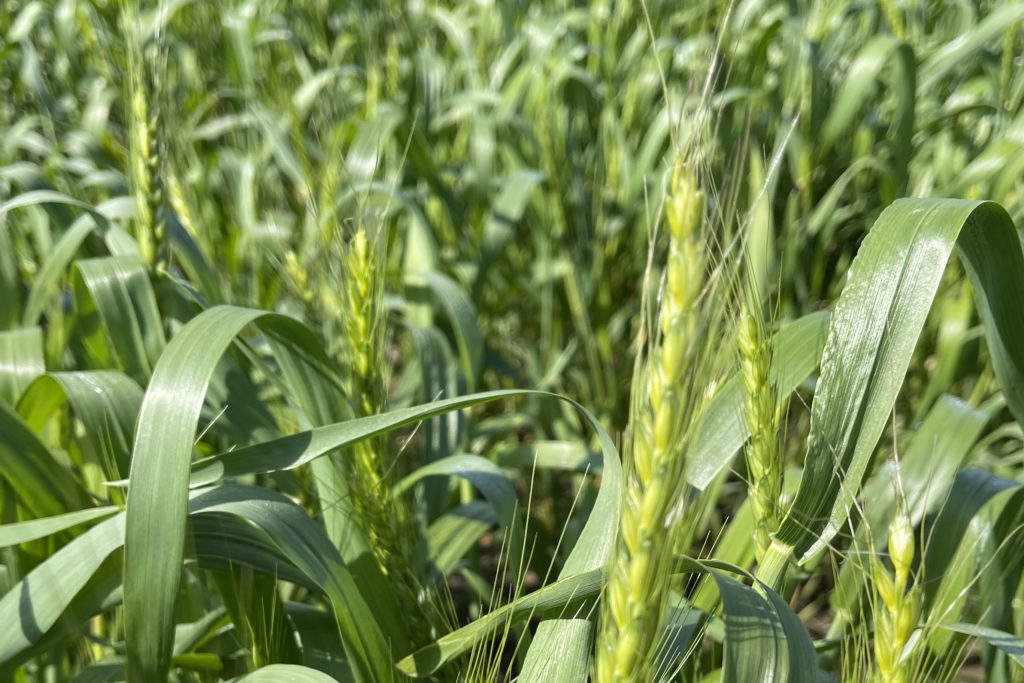 小麦が出穂期を迎えそうです