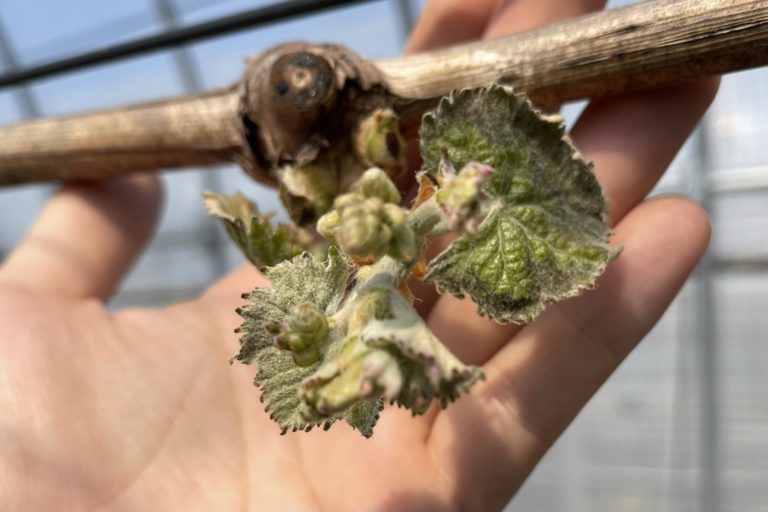 ブドウのしおれが気になります。