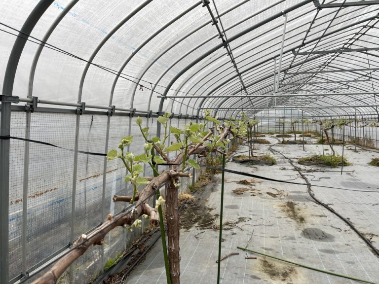 法養寺春祭りに参加しました。