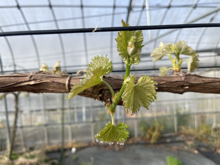 中山農園のブドウ畑。芽が伸びだす季節がやってきた！