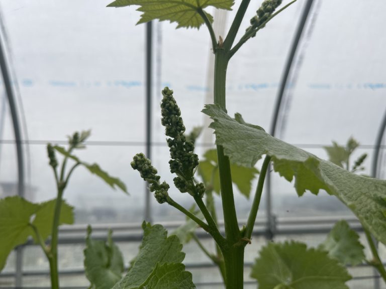 あづましずくの木から花穂が！農繁期の訪れを感じます。