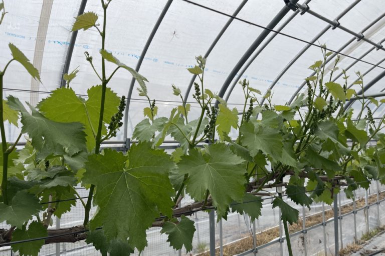 竜宝の芽が揃いました。