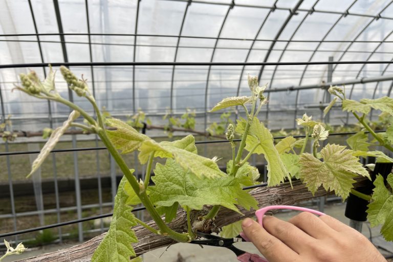 シャインマスカットの芽かき。一房入魂。