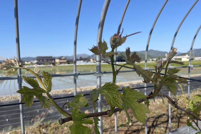 クイーンニーナが成長中。