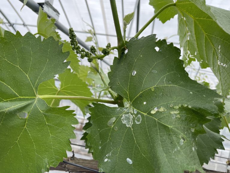 竜宝ぶどう戦線異状あり⁉