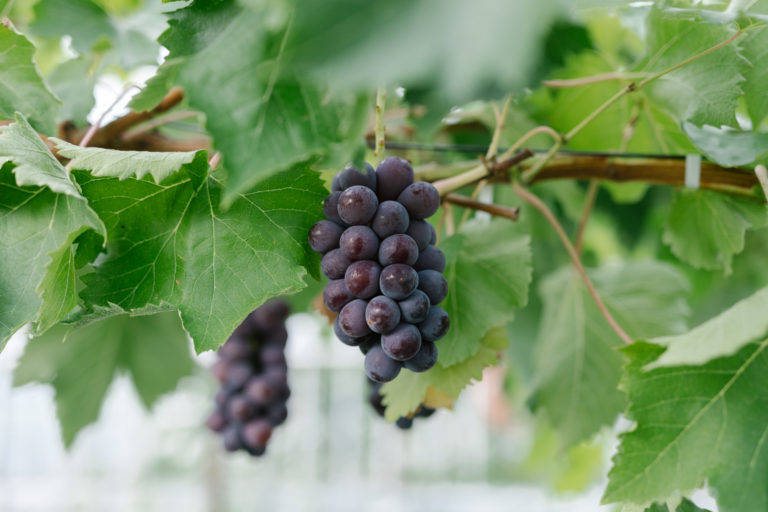 あづましずくの出荷時期が決定⁉