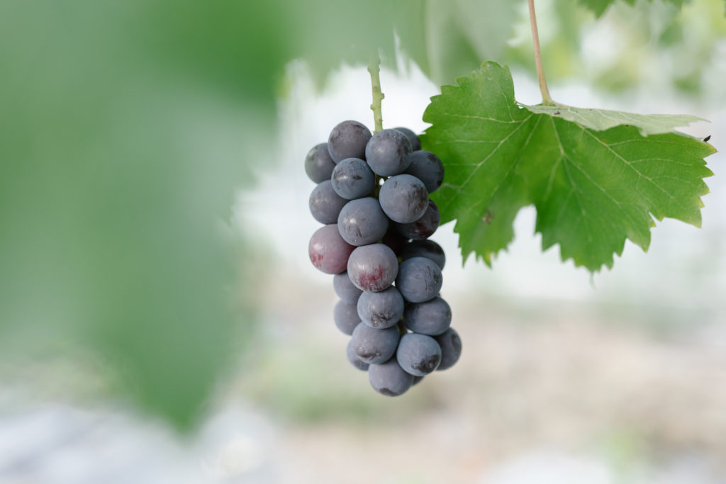 あづましづくの成長