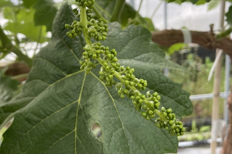 雨除けハウスのシャインマスカットの摘穂をしました。