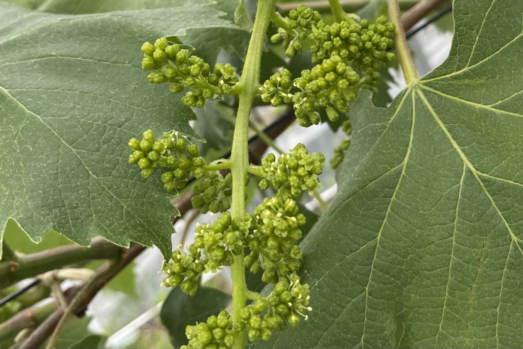 あづましずく開花宣言！！