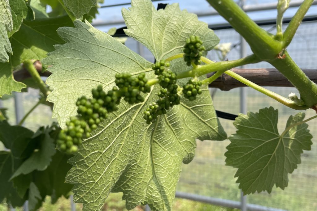 あづましずく、竜宝、藤稔の摘穂を行いました。