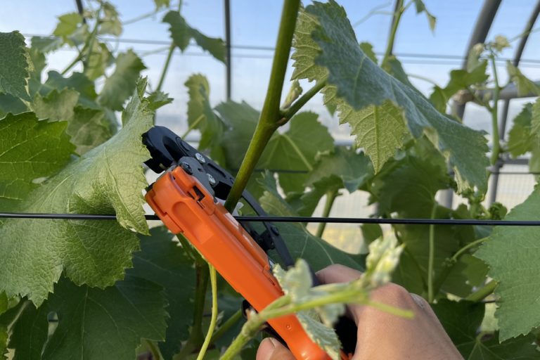 あづましずく・竜宝ブドウの誘引。作業はゆっくり丁寧に。