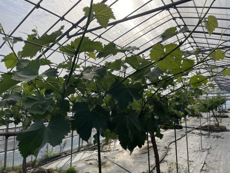 竜宝がすくすく成長！！