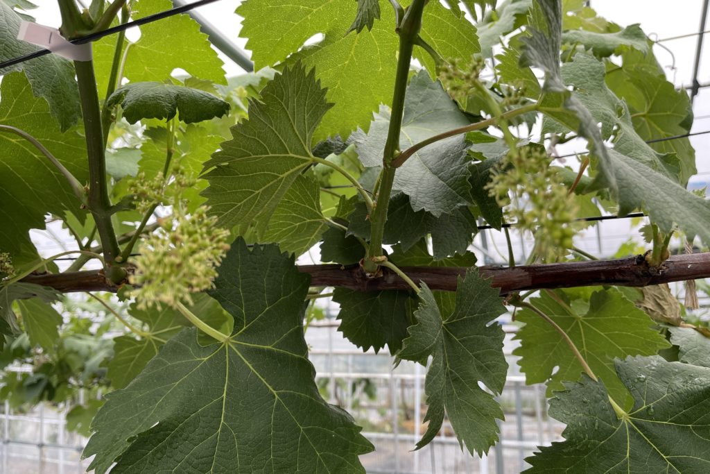 藤稔の房つくりをしました。