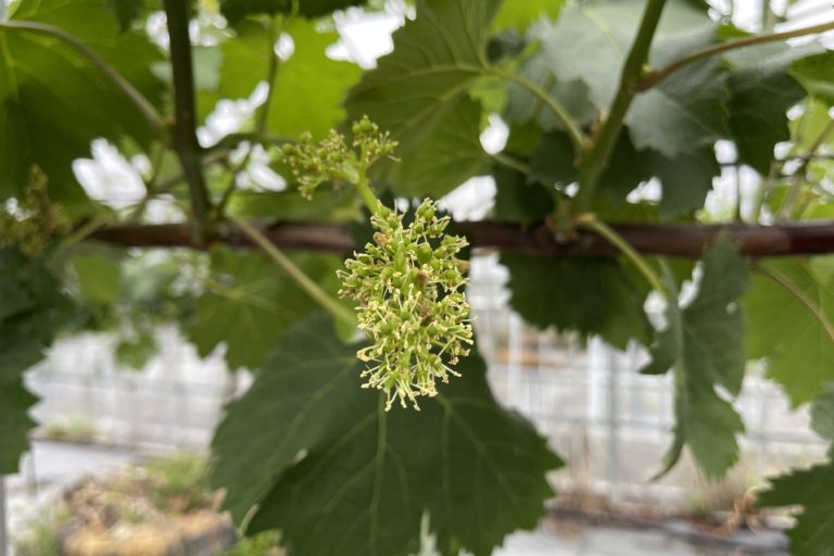 竜宝の房つくり！！