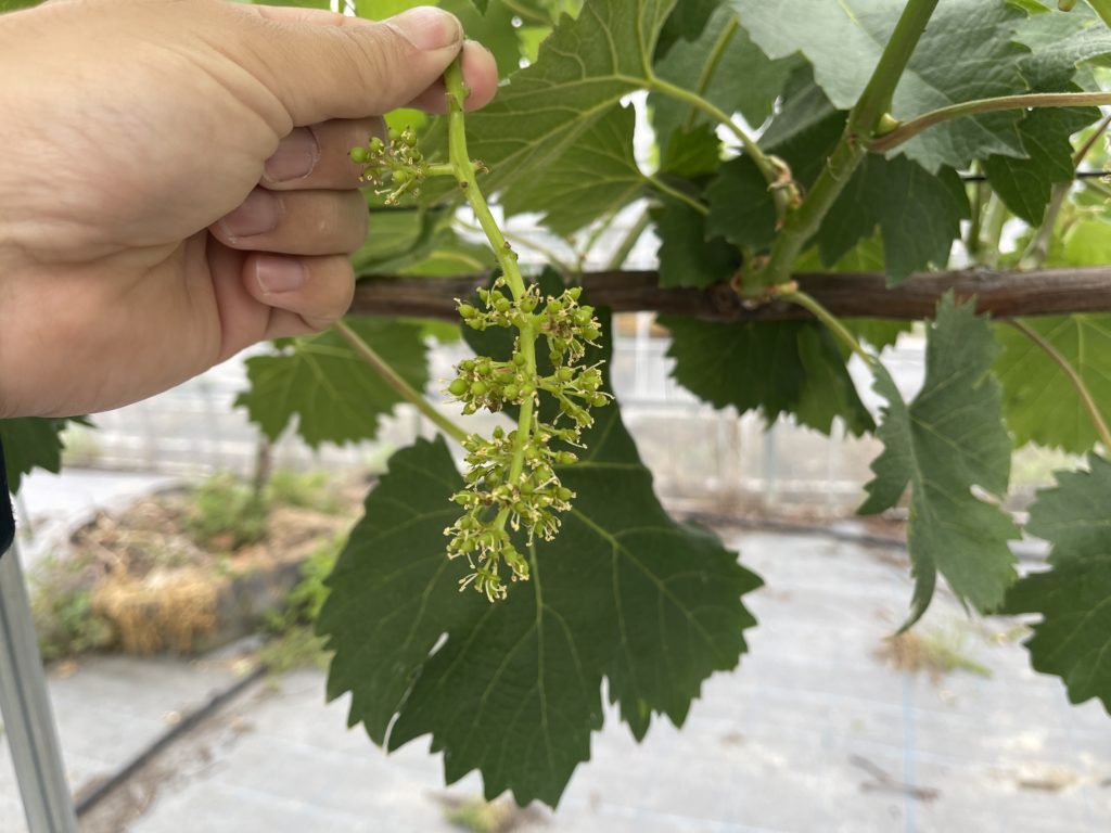 竜宝ブドウが種抜き処理適期！！