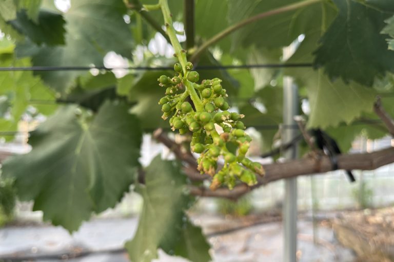 竜宝と藤稔のジベレリン処理。