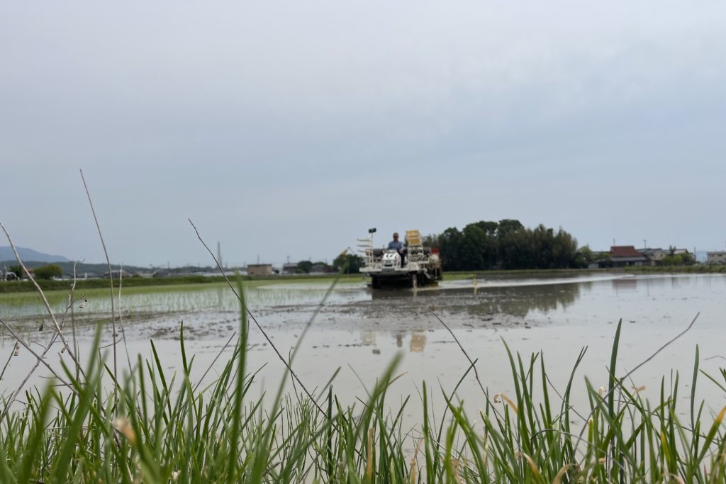 田植えが最終盤を迎えています。