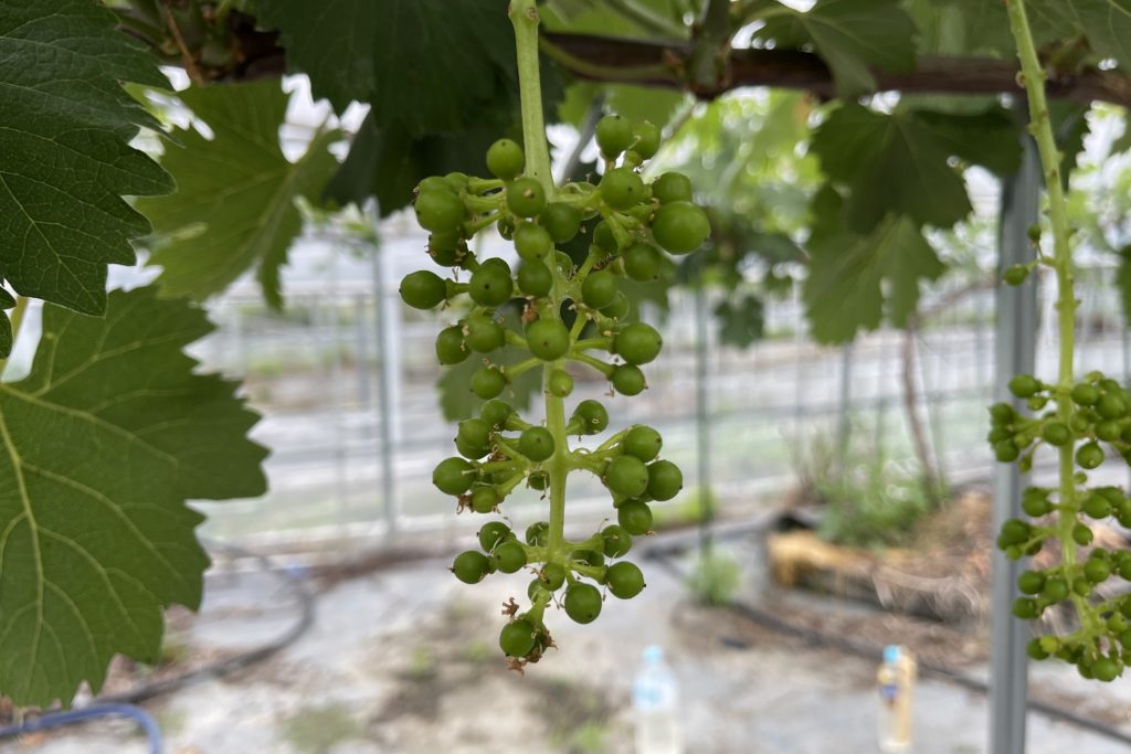 藤稔が美味しく成長中！！