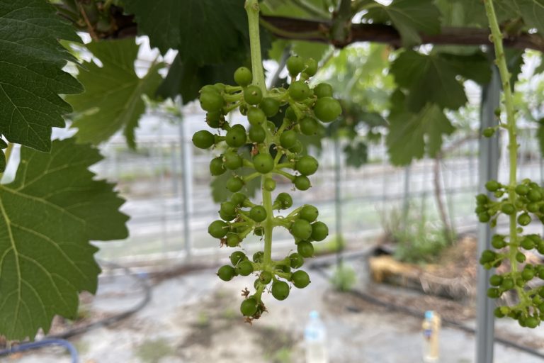 藤稔が美味しく成長中！！