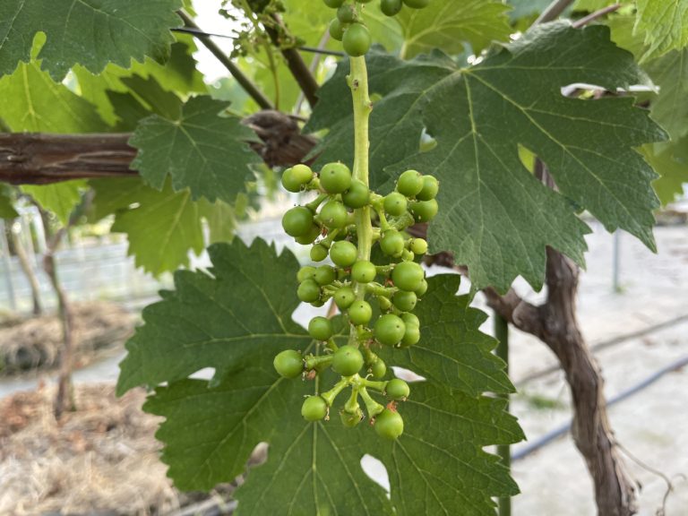 竜宝の成長期　摘粒編