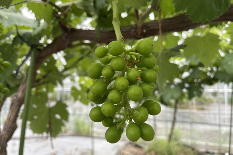 藤稔の粒が大きく成長しています。