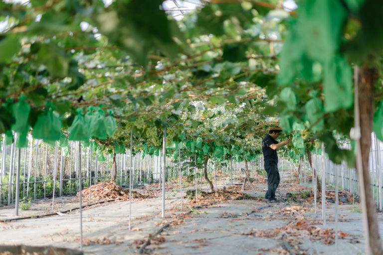 あずましずくの摘粒アンド摘粒！