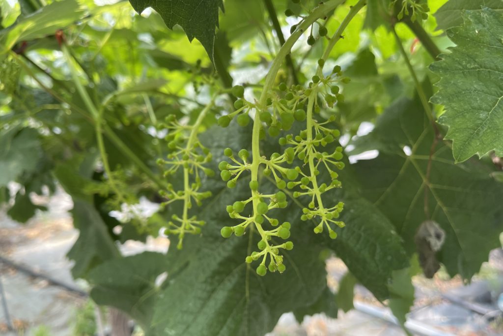 ブドウの収穫まであと2カ月！