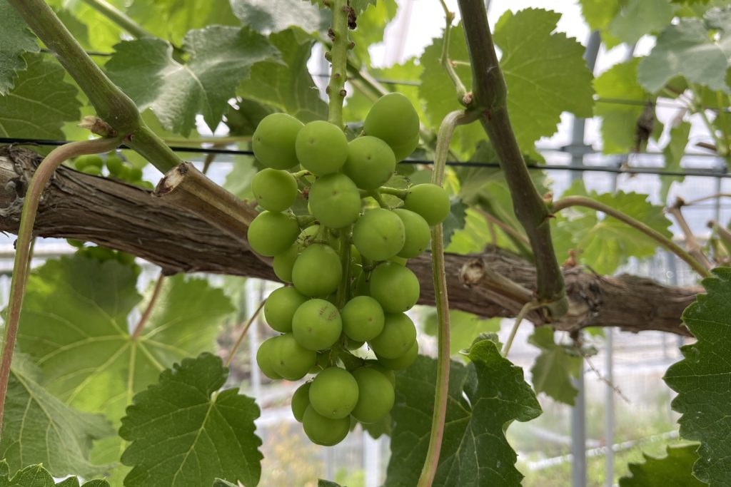 あづましずく・竜宝の副梢管理を行いました。