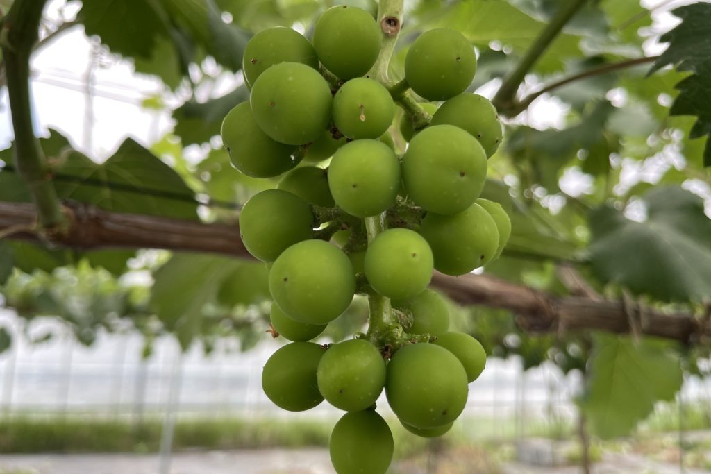 竜宝の摘粒。麦刈りは突然に