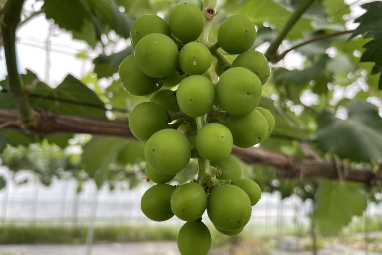 竜宝の摘粒。麦刈りは突然に