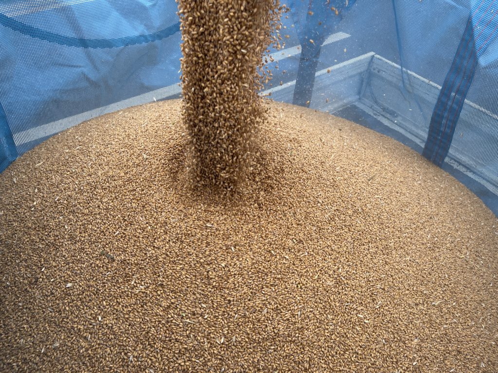 小麦の収穫が千秋楽。あづましずくが美味しく育ってます