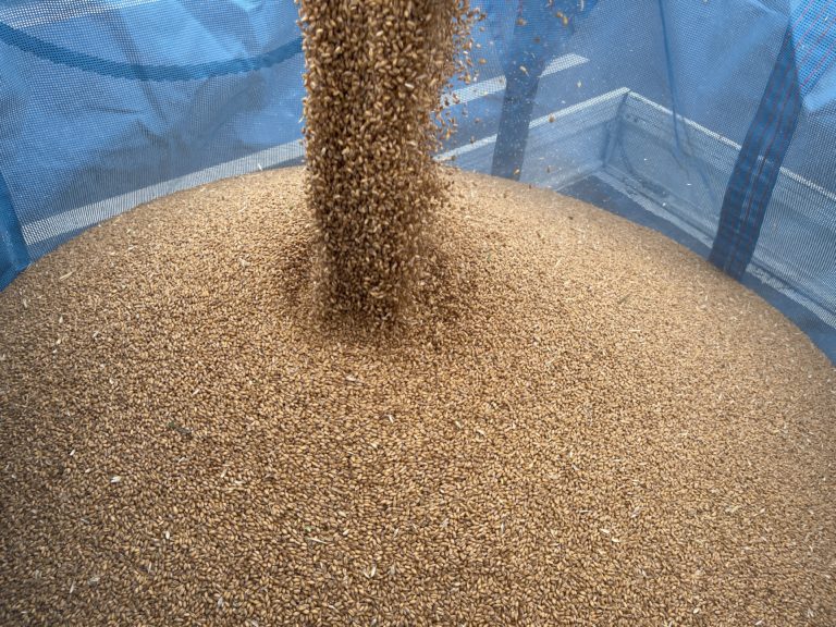 小麦の収穫が千秋楽。あづましずくが美味しく育ってます