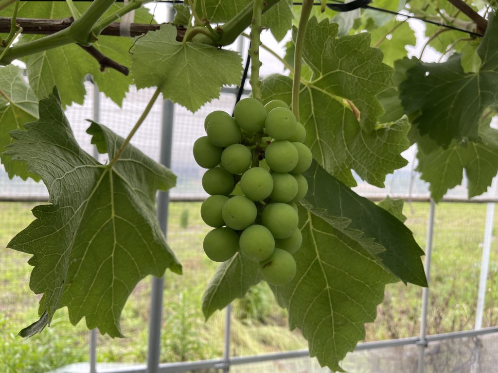 あづましずくの摘粒が完了しました。