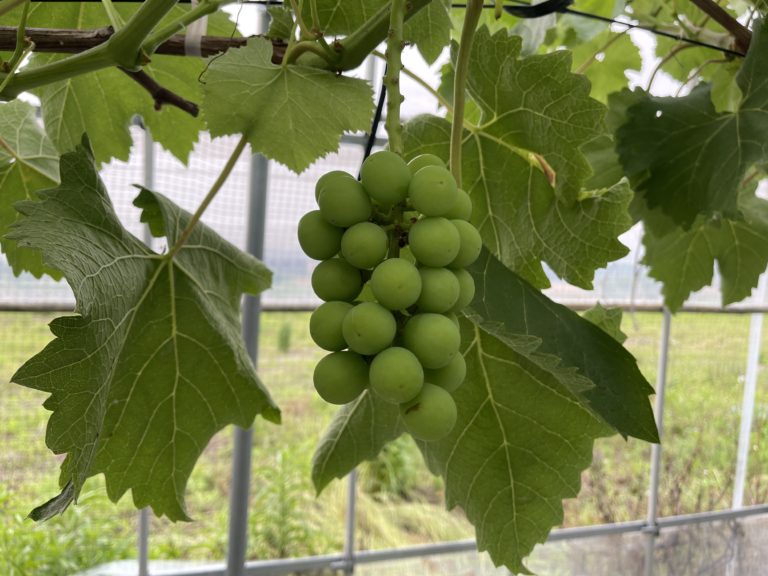 あづましずくの摘粒が完了しました。