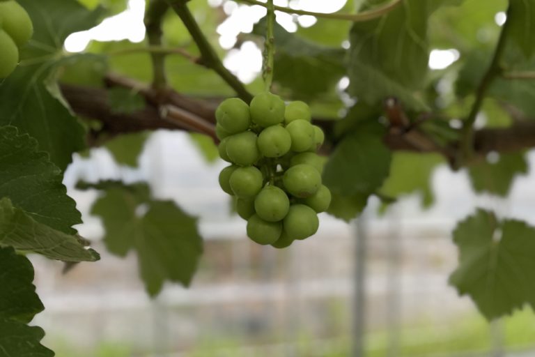 あづましずくの摘粒