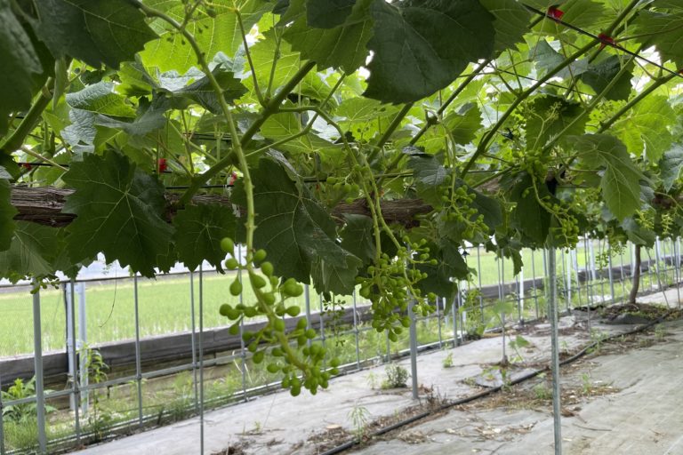 シャインマスカットの摘粒が終わりました。