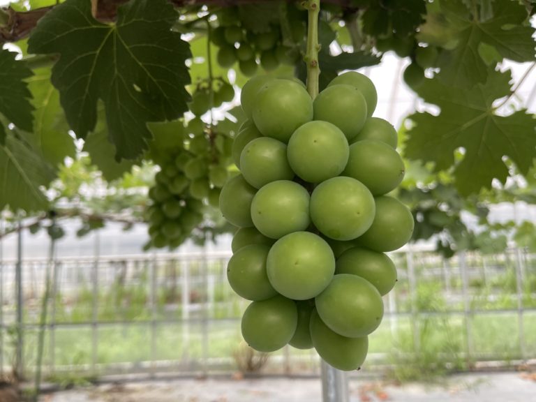 ブドウの生育状況。藤稔や竜宝が立派に成長中！！