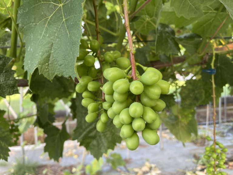 ブドウの生育状況