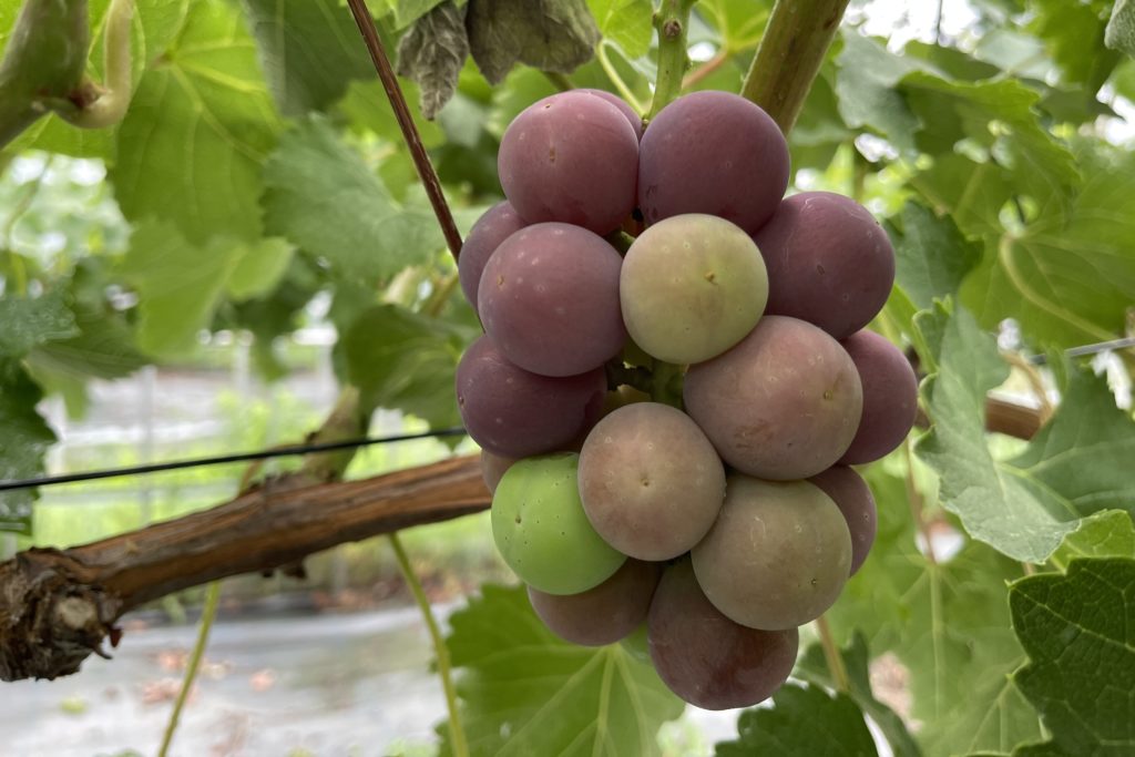 あづましずくが着色開始！！