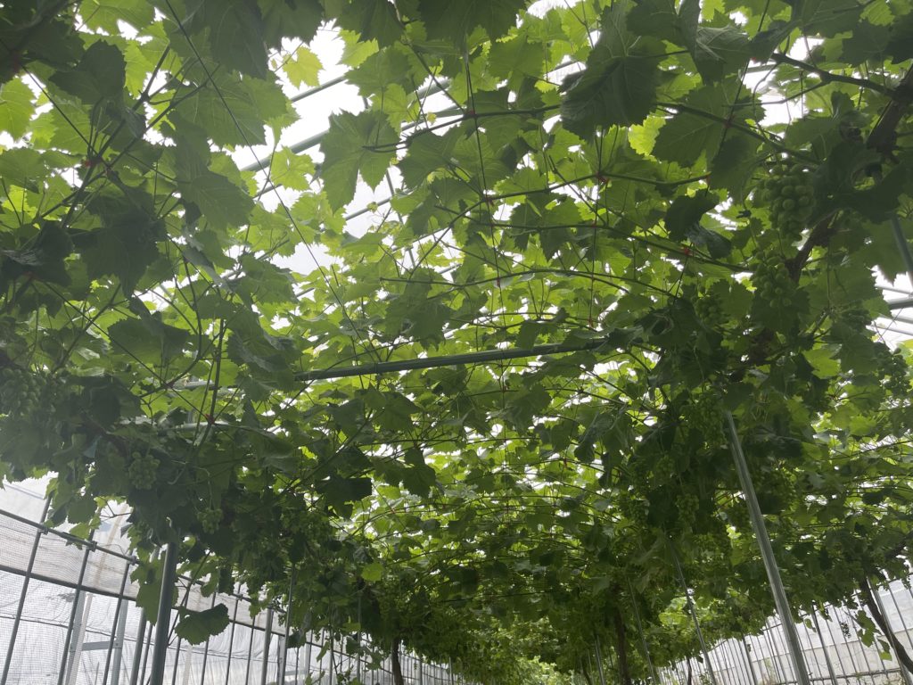 草刈り暑い。クイーンニーナも成長中！