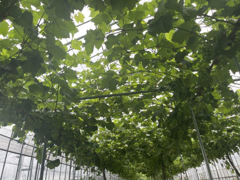 草刈り暑い。クイーンニーナも成長中！