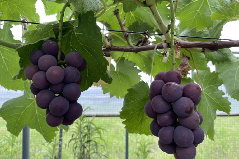 中山農園のブドウが人気です。