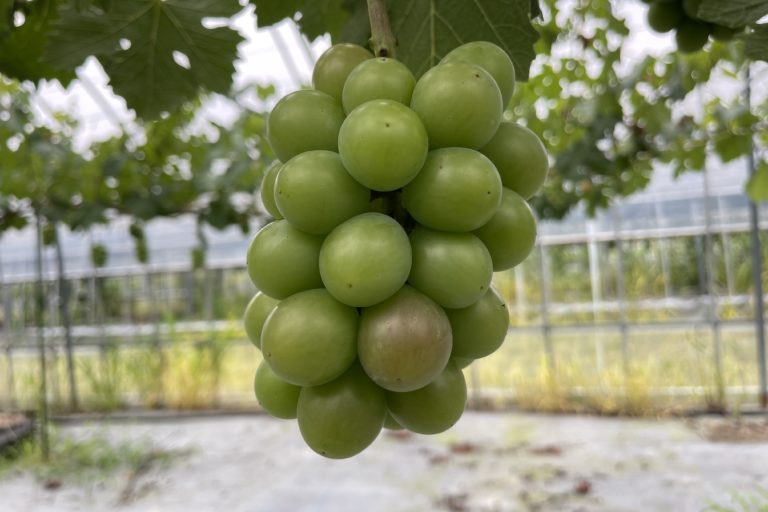 大豆の播種作業が無事に終わりました。