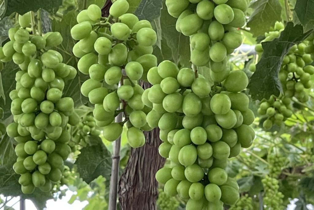 中山農園のブドウはどうなっている⁉。滋賀県一を目指して！