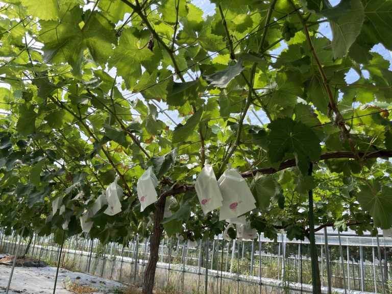 中山農園６月の振り返り。ブドウの管理と麦刈り大豆は種で大忙し！