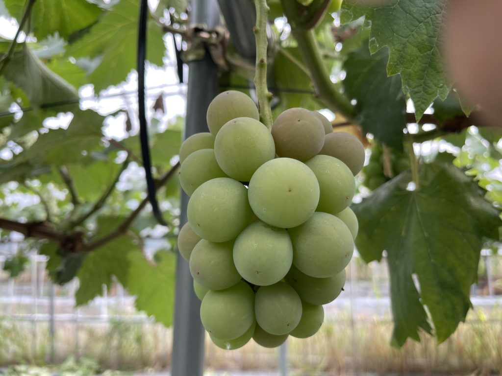 竜宝が着色開始！！収穫の時期は近い⁉