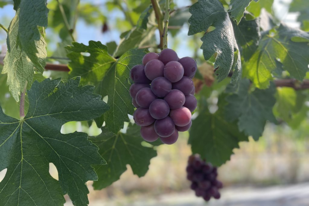 藤稔が着色中！大きく肥大しています。