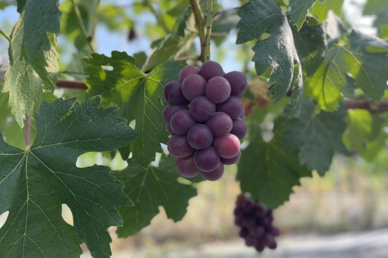 藤稔が着色中！大きく肥大しています。